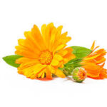 calendula