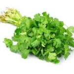 cilantro